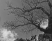 Rocks-and-tree-by-John-Day