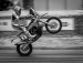 Wheelie-by-Rob-Webster