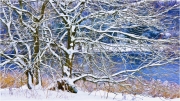 A Tracery of Trees by Anna Stowe