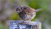 Fledgling Robin by Jim Bullock