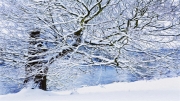 Winter at the Water's Edge by Anna Stowe