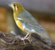 Ground Thrush by John Parsloe