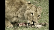 Lioness at Lunch by Lesley Hunt