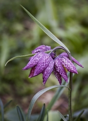 Three Headed Fritillary by Gerry Jones