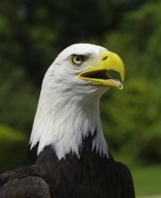 Bald Eagle by John Parsloe