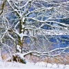 A Tracery of Trees by Anna Stowe