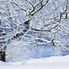 Winter at the Water's Edge by Anna Stowe
