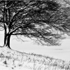 Treees in the Snow by Anna Stowe