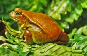 Tomato-frog by John Parsloe