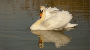 swan-reflection by jim-bullock