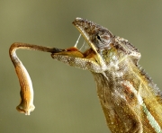 Tongue Twister by Bob Berry