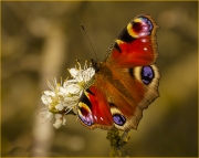 Collecting-nectar-from-may-blossom by Jim Bullock