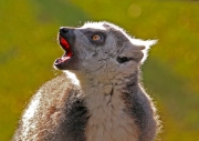 Howling-lemur by John Parsloe