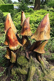 Wooden-mushrooms by David Foxwell