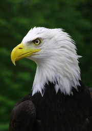 bald-eagle by john-parsloe