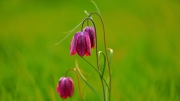 fritillaria-at-sunset-paddy-bohan