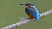 kingfisher-gary-henderson