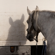 me-and-my-shadow-by-cathy-fitzherbert