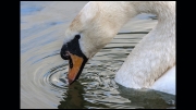 swan-dipping-jim-bullock