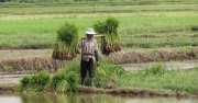 working-in-rice-fields-by-rebecca-clifforde