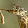 Tongue Twister by Bob Berry