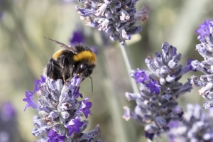 Monthly Digital Competition 1 2024-2025