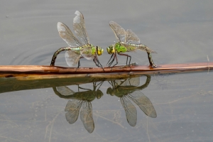 Monthly Digital Competition 2 2024-2025