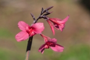 Costa Rican Flower by Alex Cranswick