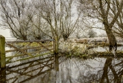 Floods and Frost by Shirley Johnson