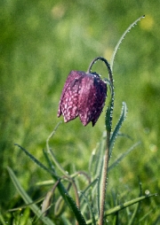 Fritillary Early Morning Dew by Shirley Johnson