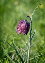 Fritillary Early Morning Dew by Shirley Johnson