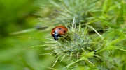 Ladybird by David Richens