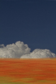 Poppies Sky by Malcom Cole