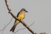 Tropical Kingbird by Alex Cranswick