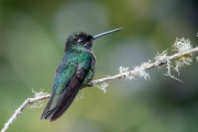 Violet Headed Humming Bird by Alex Cranswick