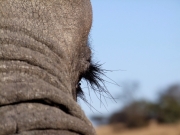 Black Eyelashes by Rebecca Clifforde