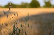 Autumn Grass by Rebecca Clifforde