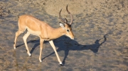 Impala in Tanzania by Richard Salt