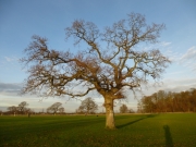 Lydiard by Richard Salt