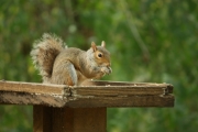 Squirrel at Coate Water by Richard Salt