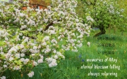 May-Blossom-Haiku