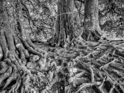 Roots & a Ribbon by Robert Albright FRPS