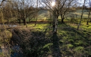 Silver-Birch