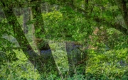 Spring-Trees