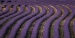 Lavender-Fields-6-by-Tony-Goodger