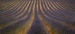 Lavender-Fields-7-by-Tony-Goodger