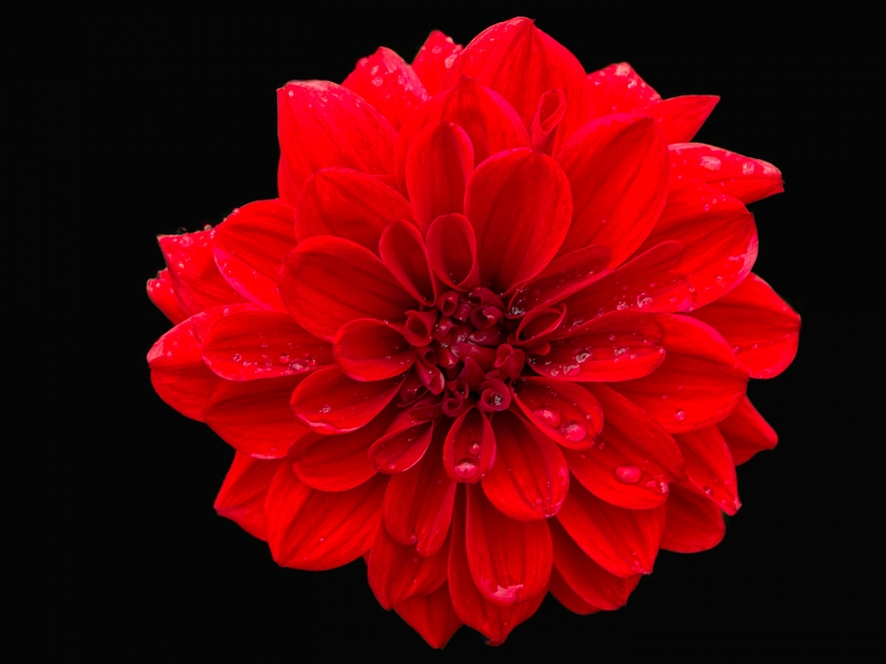 Dahlia on Black(4x3)