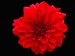 Dahlia on Black(4x3)