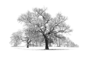 Snowy-Oak-by-Tony-Goodger-FRPS