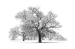 Snowy-Oak-by-Tony-Goodger-FRPS